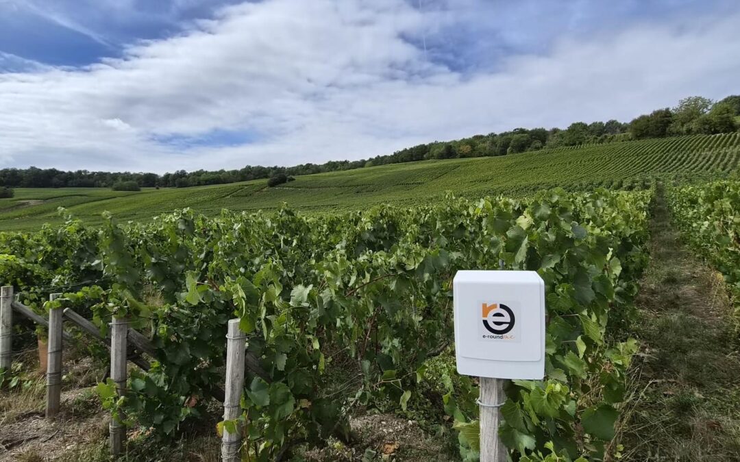 E-roundme e Champagne Demière insieme per la sostenibilità ambientale nel settore vinicolo