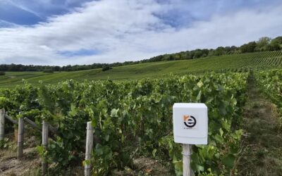 E-roundme e Champagne Demière insieme per la sostenibilità ambientale nel settore vinicolo